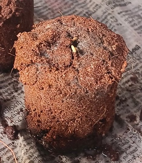 A seed sprouting from the cavity of a test seed pellet